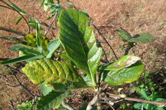 Pavetta indica